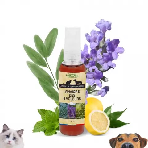 Vinaigre des 4 voleurs pour chien et chat : un remède naturel aux multiples bienfaits Vinaigre des 4 voleurs pour chien et chat : un remède naturel aux multiples bienfaits