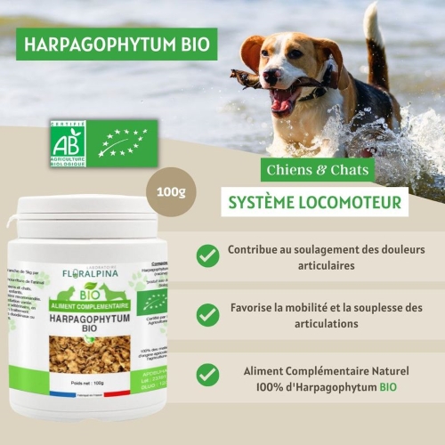 Harpagophytum pour chien et chat : une plante miracle contre les douleurs articulaire