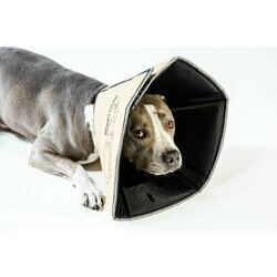 Avis Sur Collerette Souple Pour Chien Ou Chat Avis Sur Collerette Souple Pour Chien Ou Chat