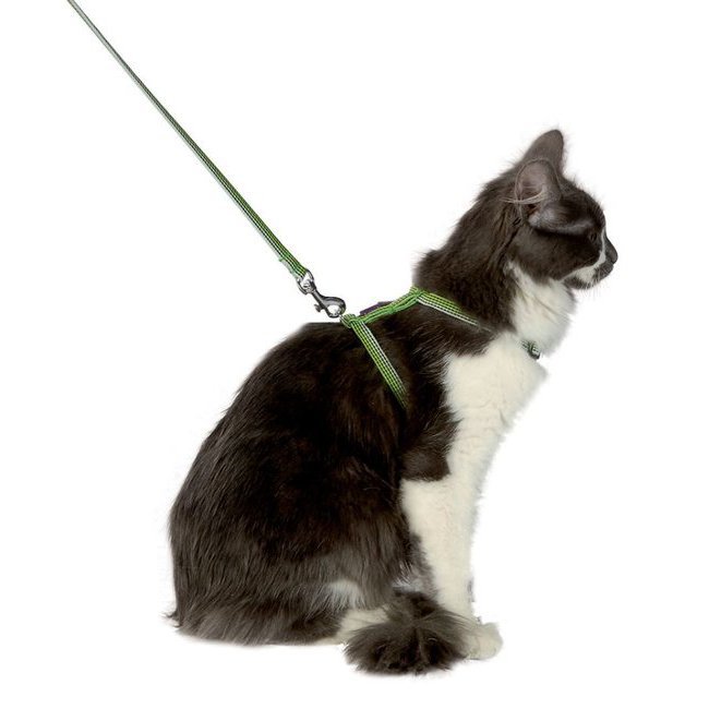 Harnais et laisse chat Ephemere vert Harnais et laisse chat Ephemere vert