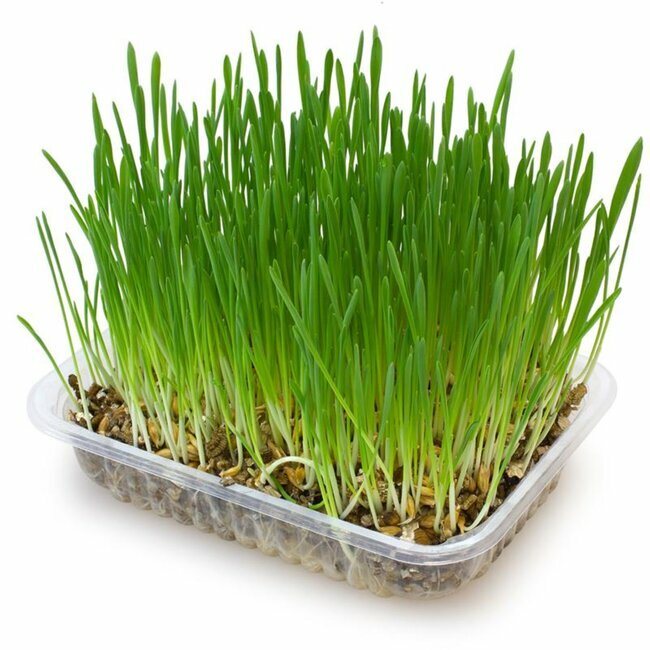 Graines d'herbe de blé - Facile à cultiver - Friandise pour chats / chiens  / reptiles - Herbe à chien - Herbe à chat - Croissance rapide