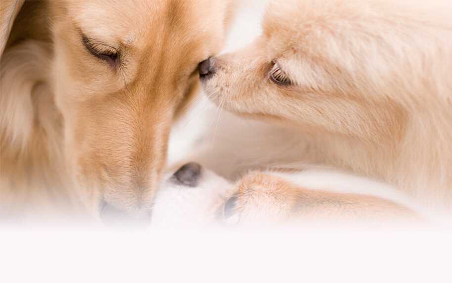 Boutique du chien