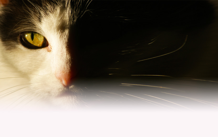 Boutique du chat