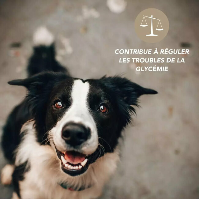 Régulateur de glucose chien chat 200 ml Floralpina