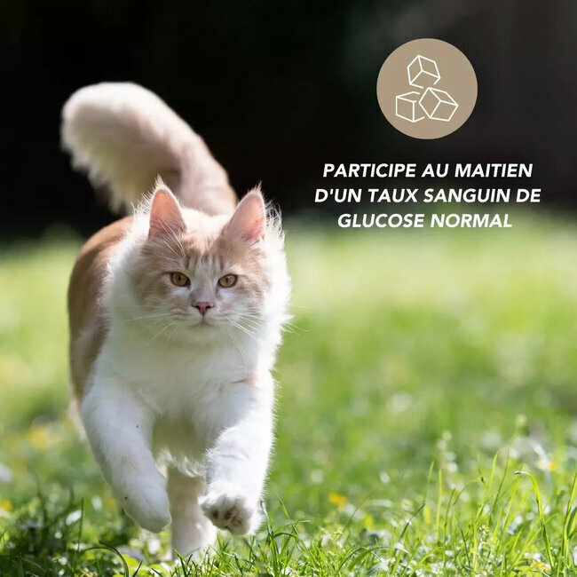 Régulateur de glucose chien chat 200 ml Floralpina