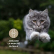 Articulaire Comprimés Articulations chien chat 120 comprimés par Floralpina