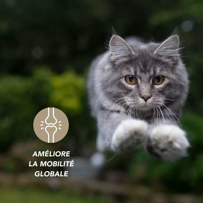 Articulaire Comprimés Articulations chien chat 120 comprimés par Floralpina
