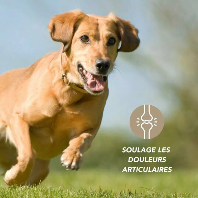 Articulaire Comprimés Articulations chien chat 120 comprimés par Floralpina