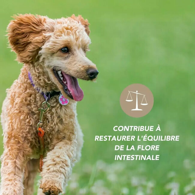 Equilibre Flore Probiotiques chien et chat 100 g Floralpina