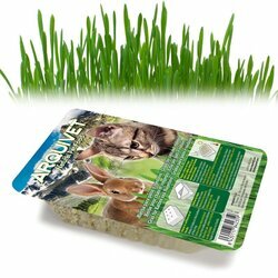 Herbe pour chat et rongeurs en graine Arquivet