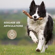 Harpagophytum articulations chien chat 100 g Floralpina