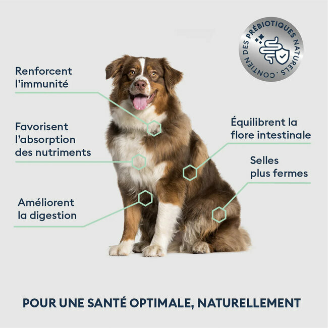 Croquettes Chien Senior Moyenne Grande Taille saumon frais 3 kg - Marly et Dan