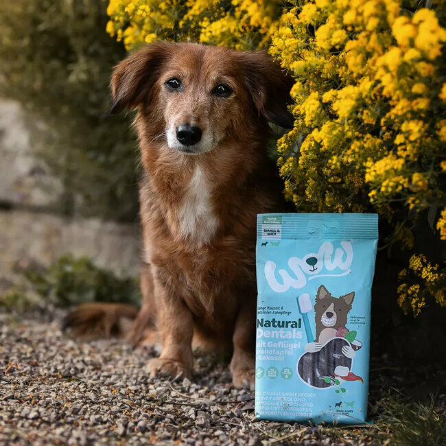Sticks dentaires Natural Dental chien Small et Médium 180 g Wow