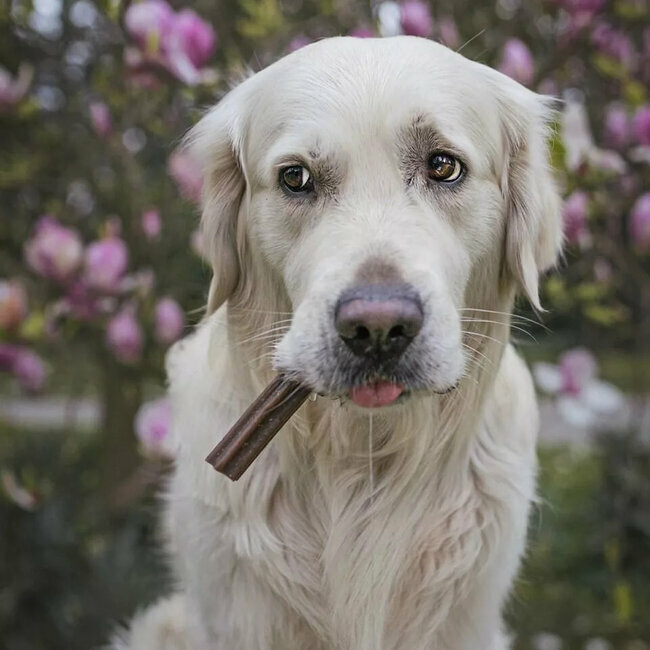 Sticks dentaires Natural Dental chien Maxi 275 g Wow