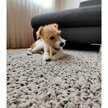 Barres de fromage suisse naturel dental petit chien Original - Swiss Cowers
