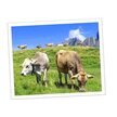Snacks croustillants fromage suisse cumin noir et huile de coco pour chien 30 g - Swiss Cowers
