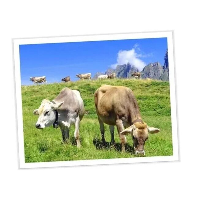 Snacks croustillants fromage suisse cumin noir et huile de coco pour chien 30 g - Swiss Cowers