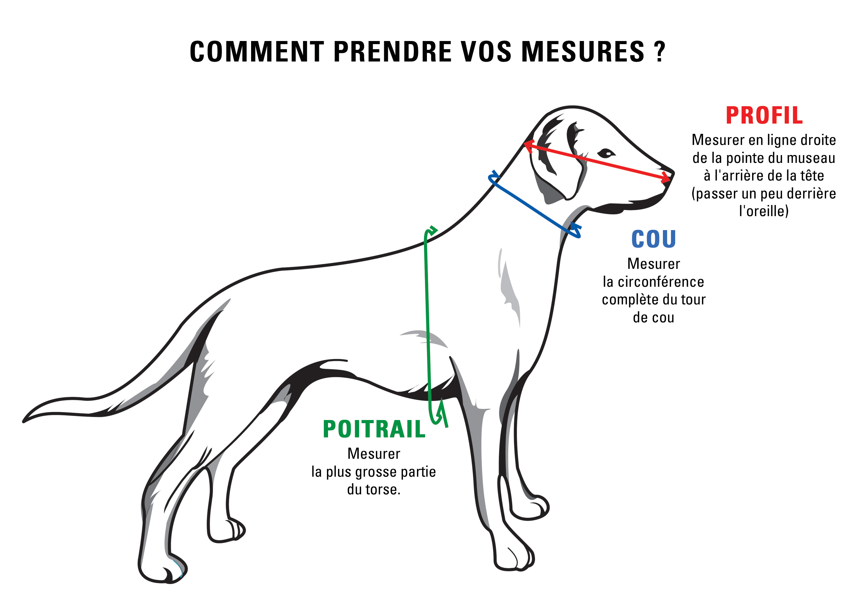 mesurer le tour de poitrail d'un chien
